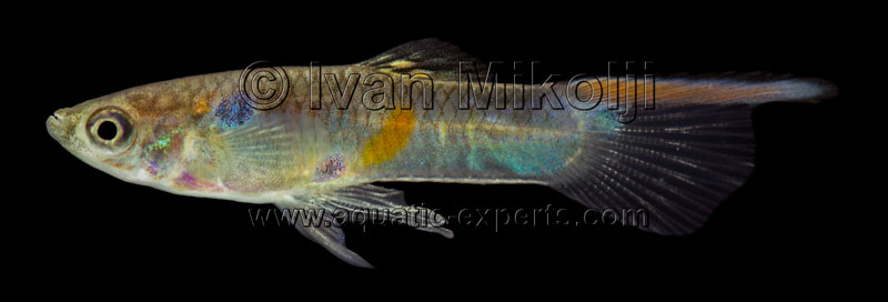 Poecilia reticulata